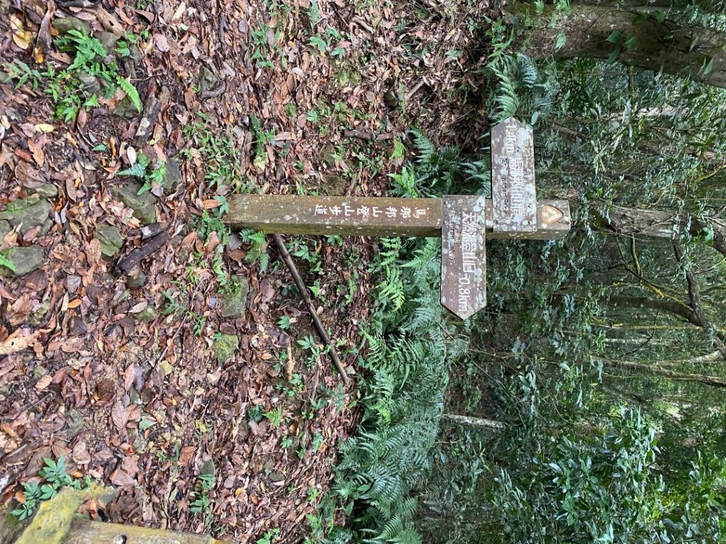 037苗栗泰安-馬那邦山_2604666