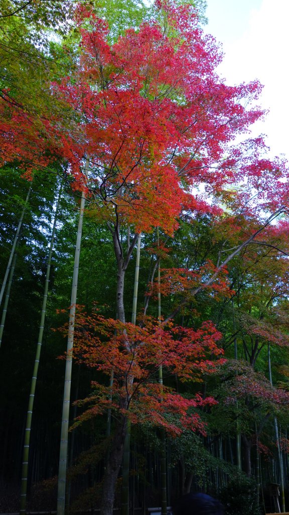 日本京都嵐山_652053