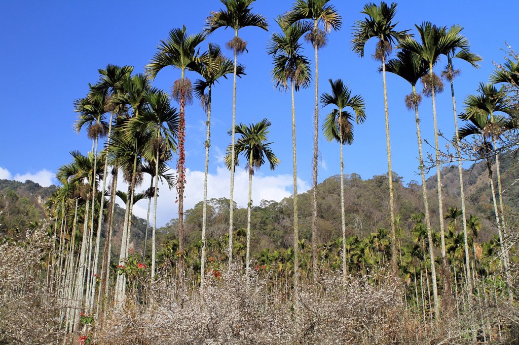 【南投~信義 】牛稠坑賞梅_1254914