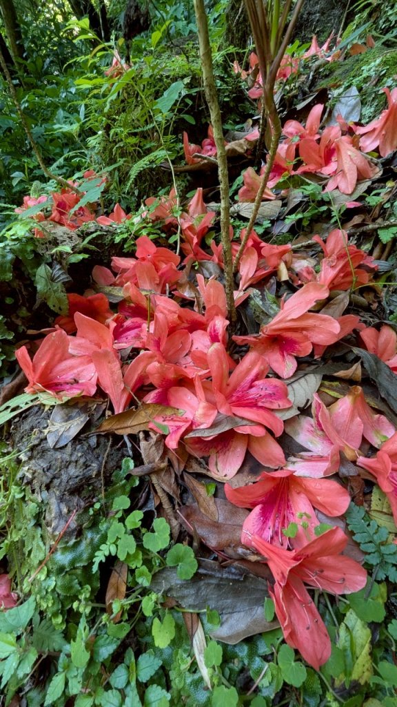 114.04.27草山觀瀑吊橋-紫明溪步道之旅_2771790