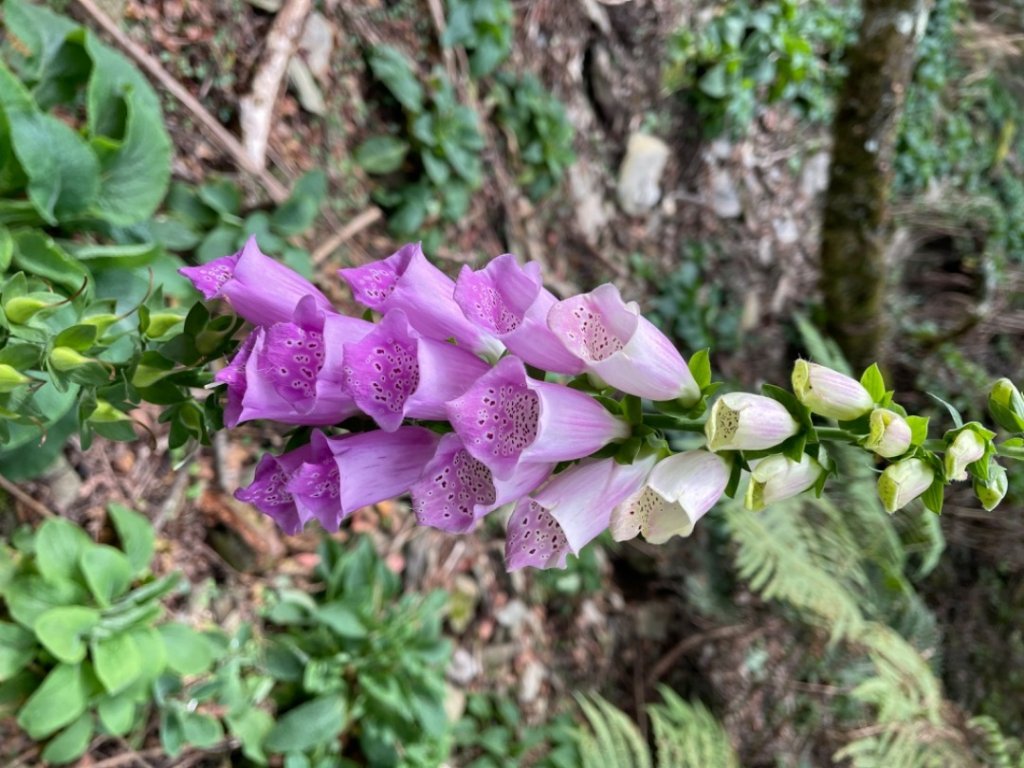 對關追龍貓🚌_1967751