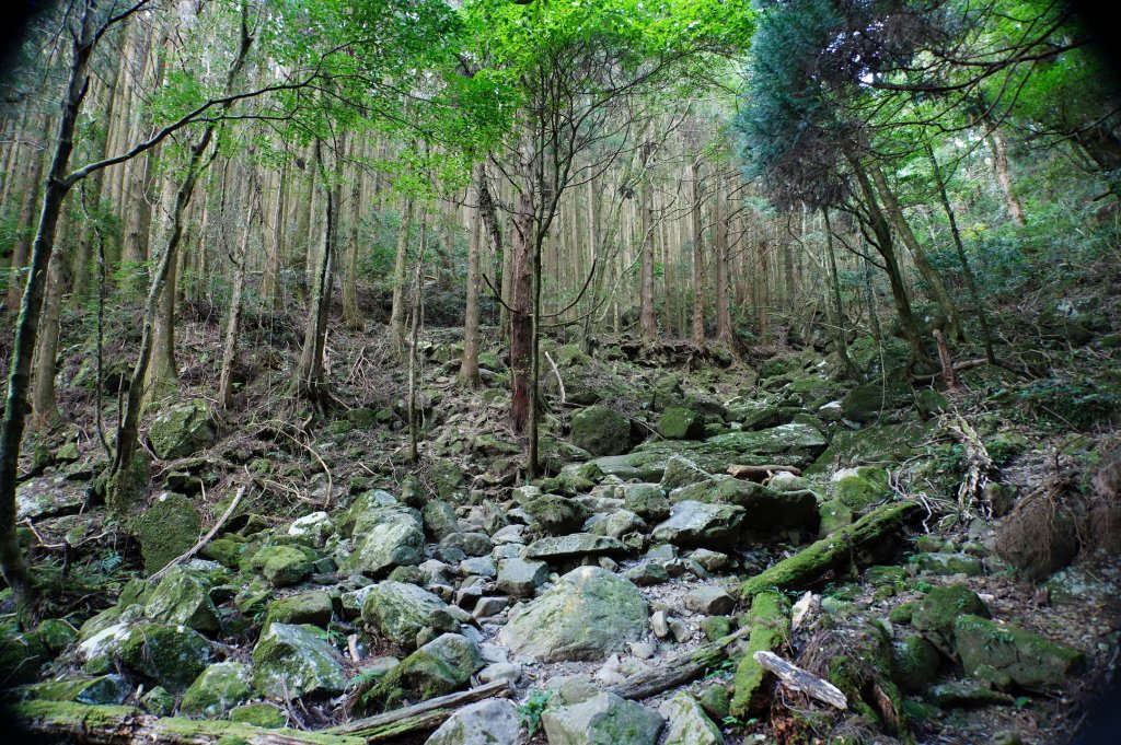 苗栗 南庄 加里山_2963401