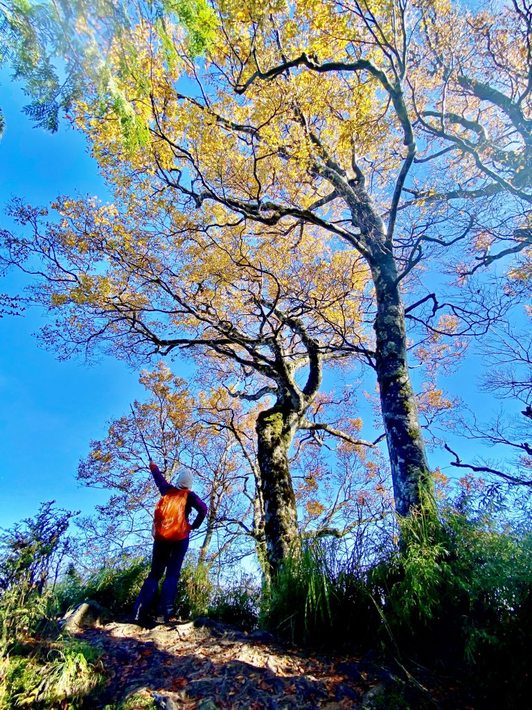 太平山山毛櫸步道與浪漫金黃相遇    2021/11/16_1519168