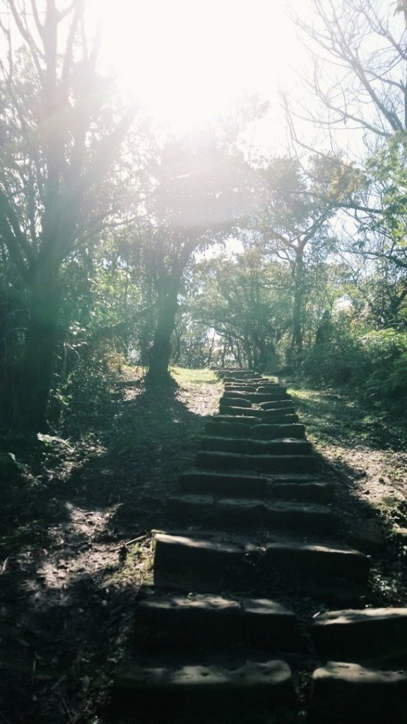 大尖 四分尾 耳空龜 20181125_465191