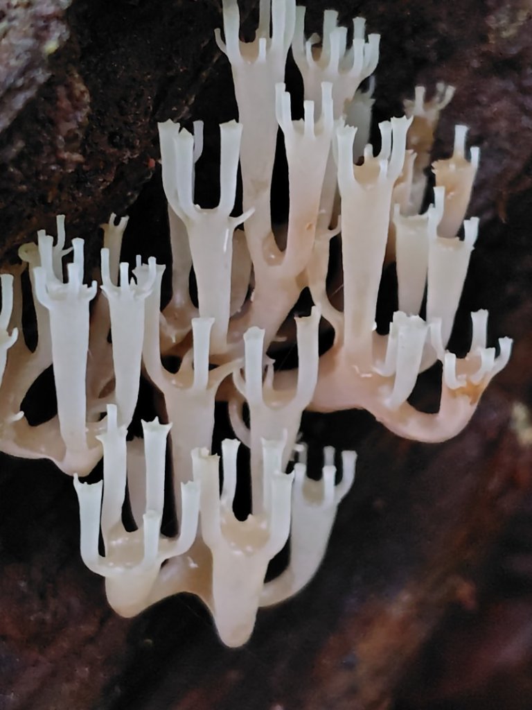 橫沙笛/橫嶺山、沙蓮山、笛吹山封面圖