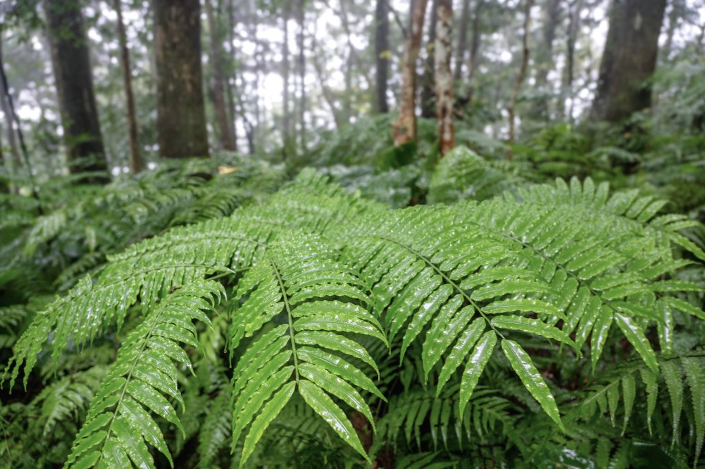 東眼山雨中尋幽_2975353