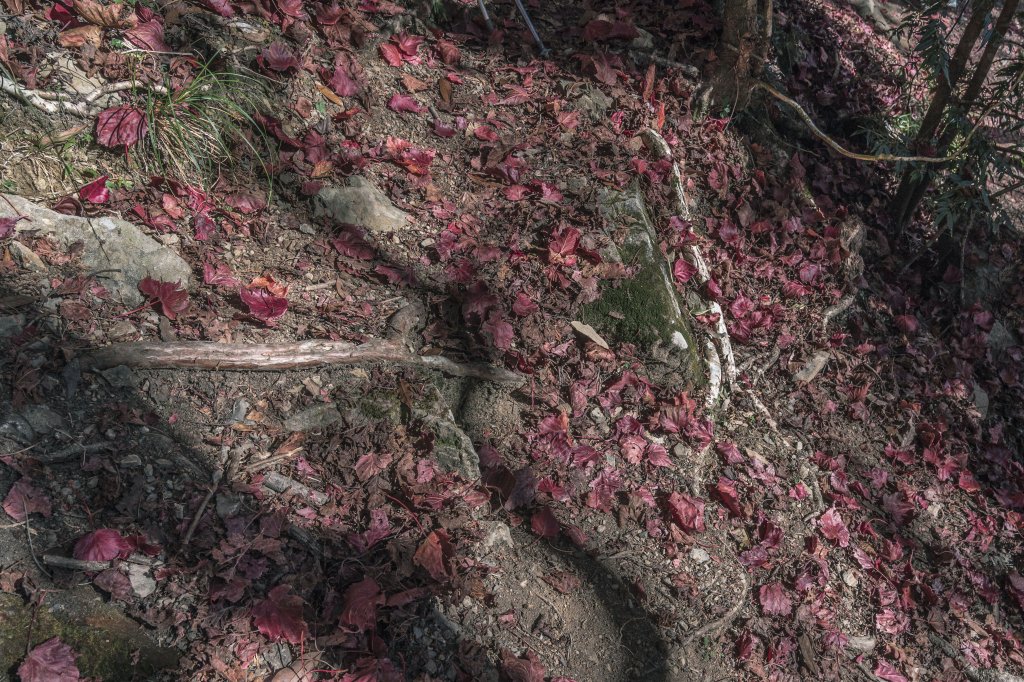 20221222稍來山_1964773