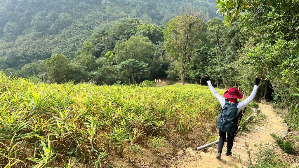 小百岳關刀山889m+銅鑼杭菊_1924094