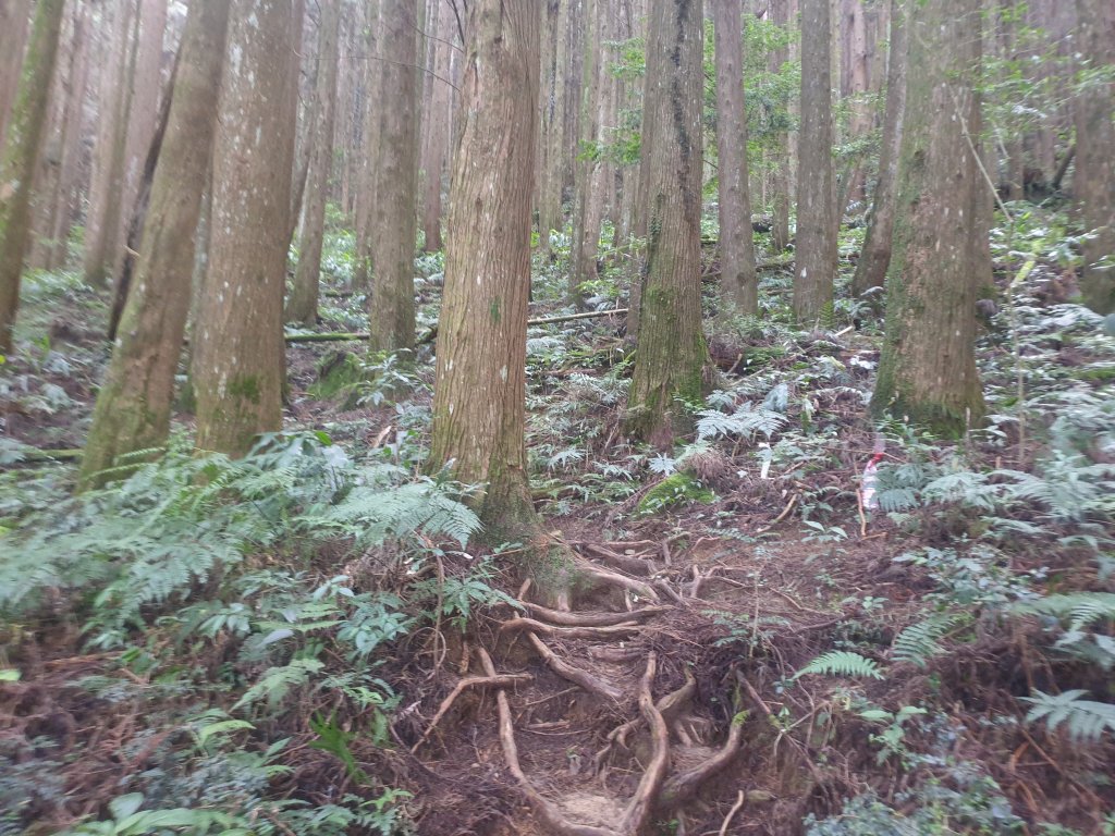 20220716鹿林神木、二萬坪步道、二萬坪山、屏遮那山_1774958