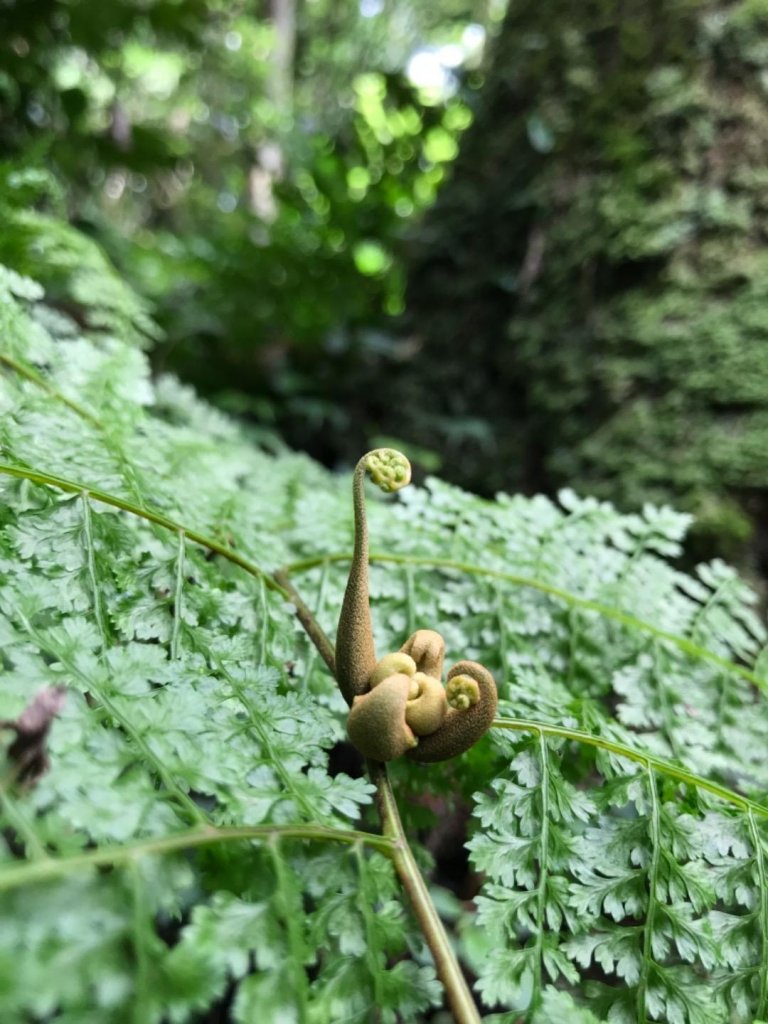 東眼山_447446