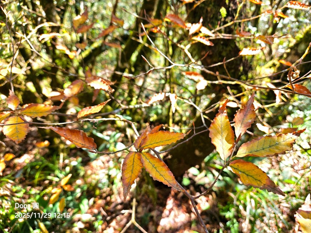 20251129逆走逐鹿卡保環型路線全段全紀錄_2949907