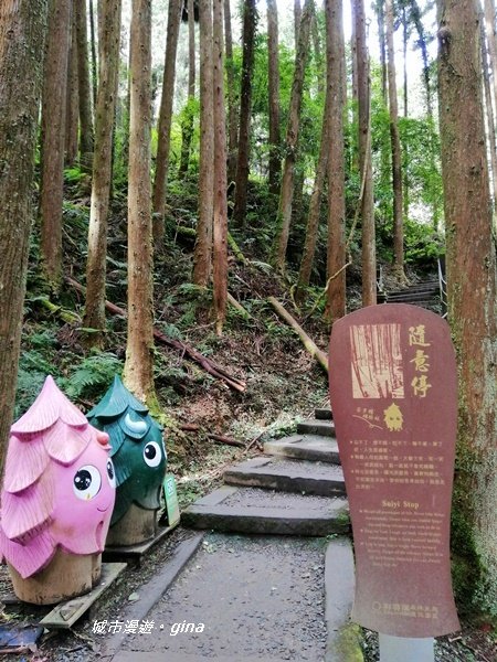 沐浴山林芬多精。 杉林溪穿林棧道_1274713