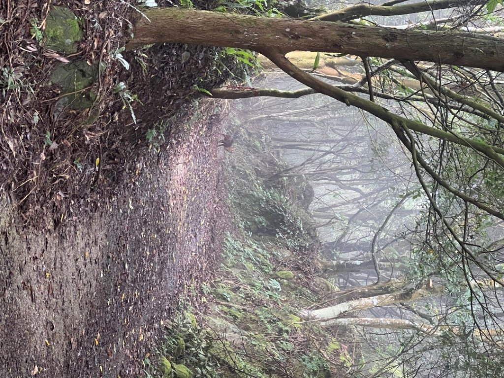 馬那邦山_2641870