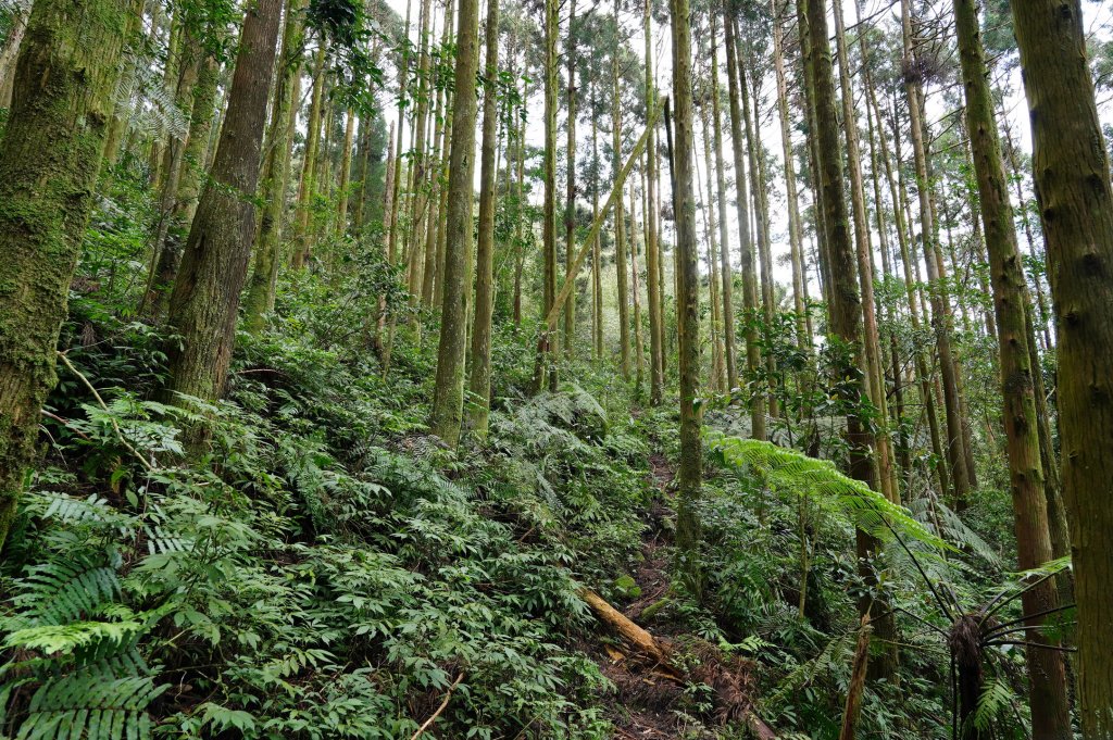 新北 烏來 大桶山、火燒樟山_2728772