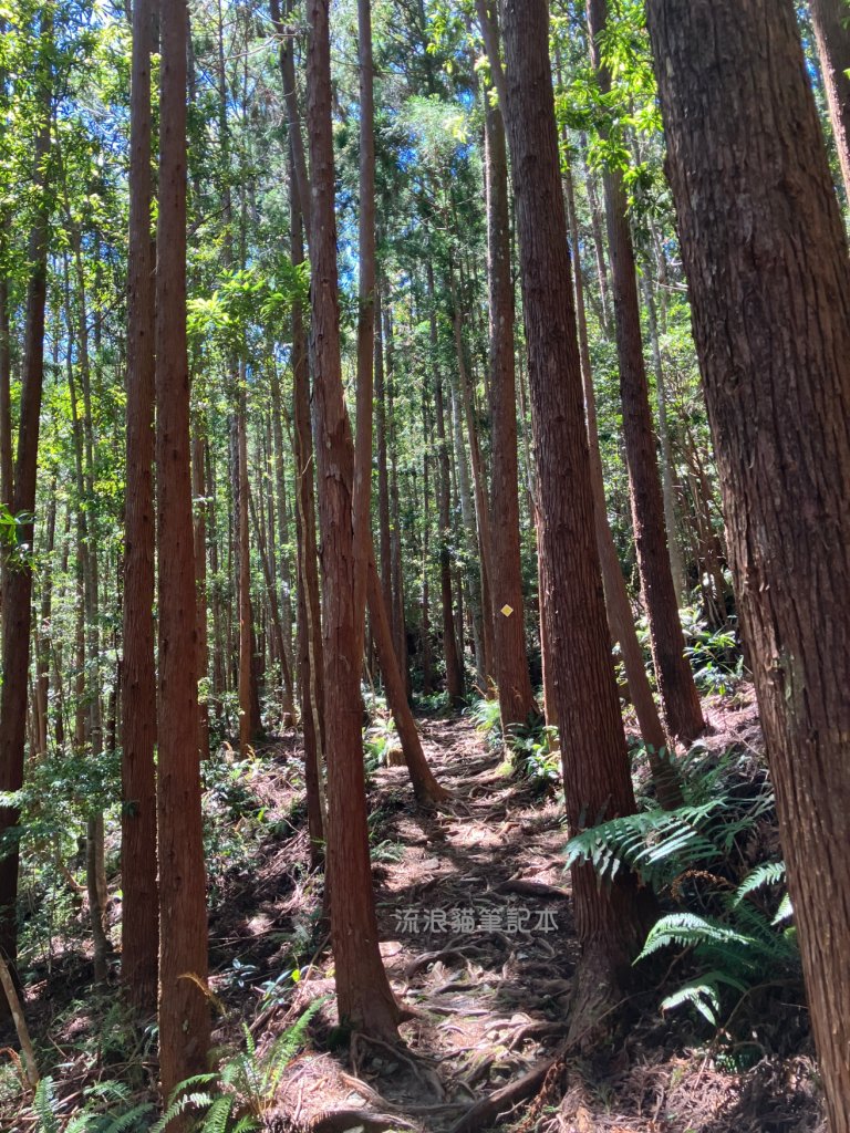 【谷關七雄】八仙山主峰步道_2894869