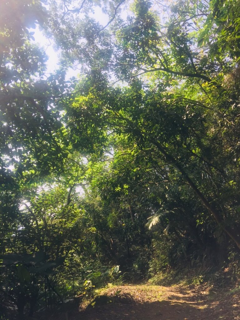 鶯歌（鶯歌石）_562994