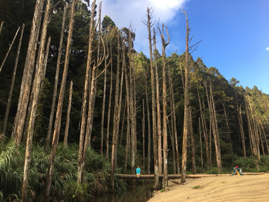 水漾森林靜謐蛙鳴封面圖