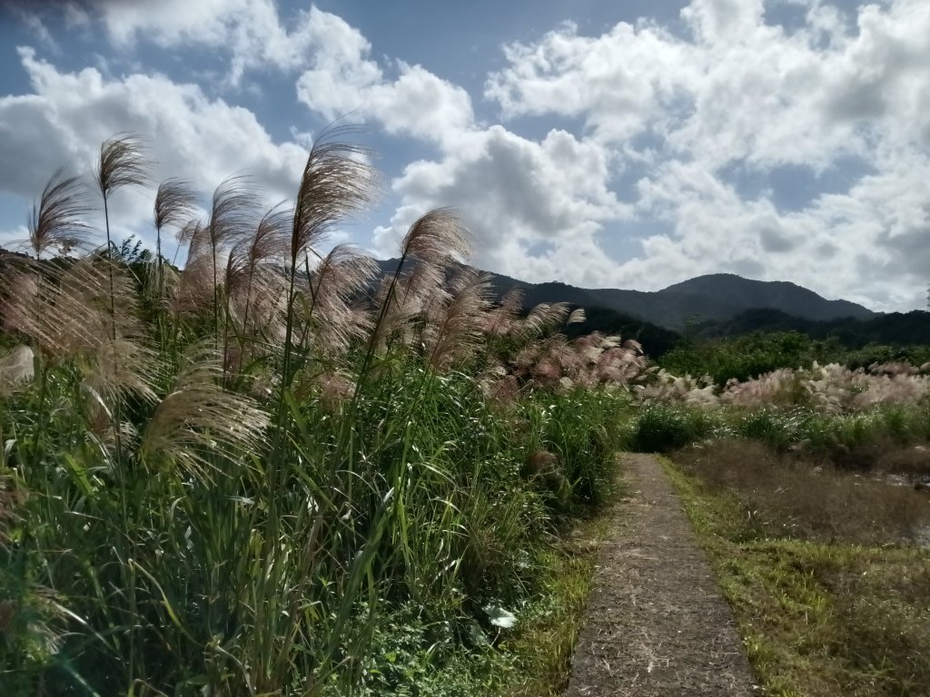 雙溪區冬陽下閃閃菅芒花_2949452