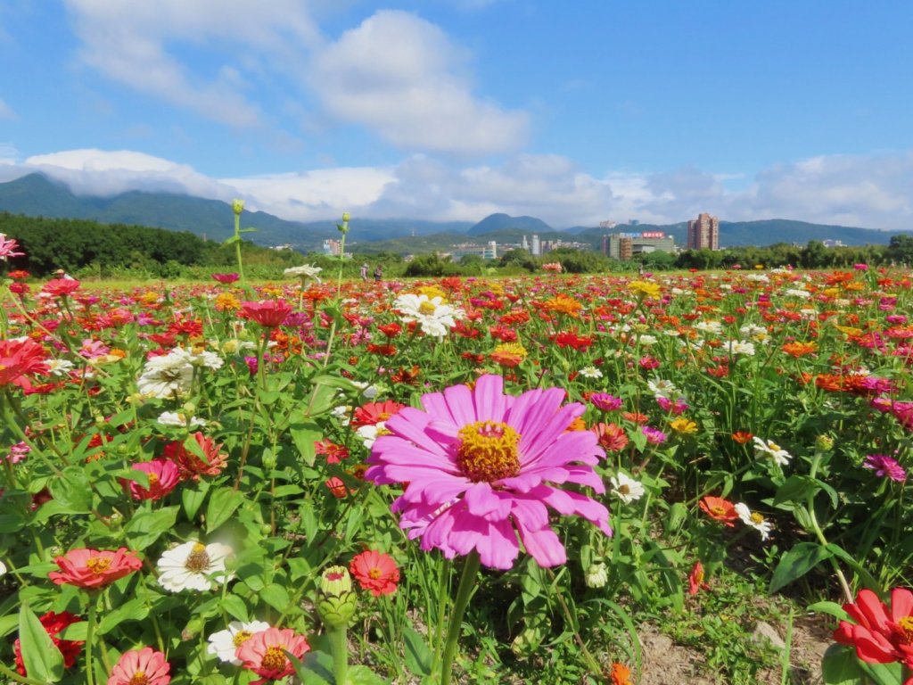 ［一日2大花海］（關渡花海+延平花海）（2023/11/15）_2352891