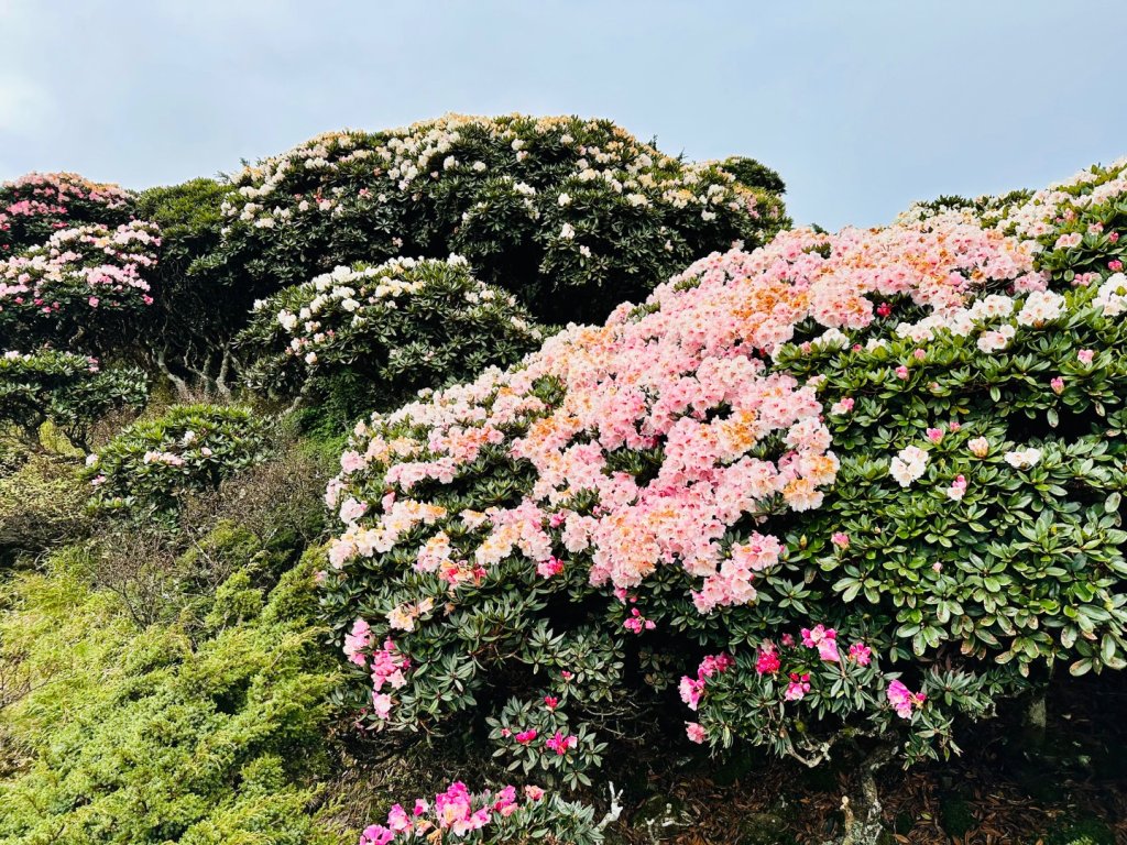 合歡東峰_2846023