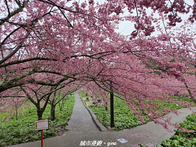 【台中和平】2026福壽山農場千櫻園賞櫻季封面圖
