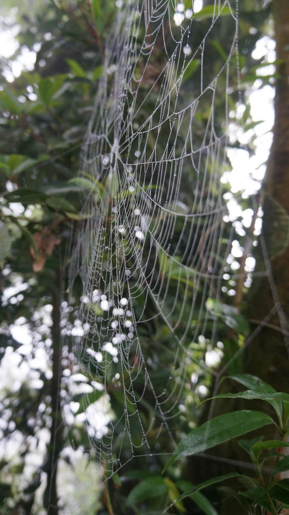 鵝公髻山之花_400651