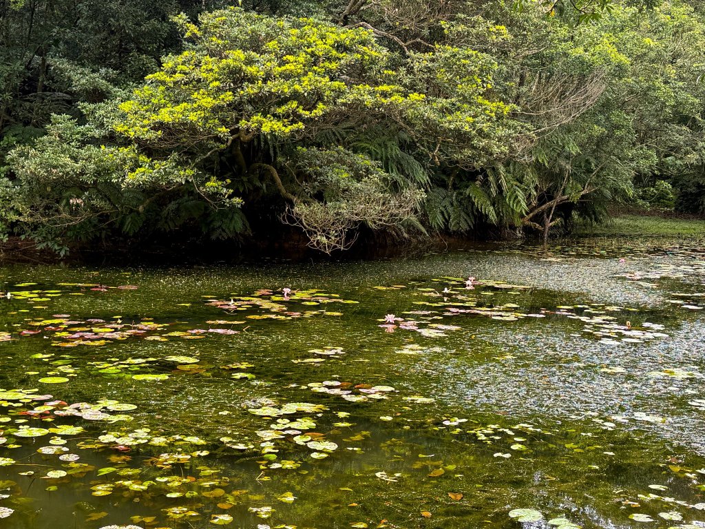 小百岳土庫岳路線上的秘境 山豬湖封面圖