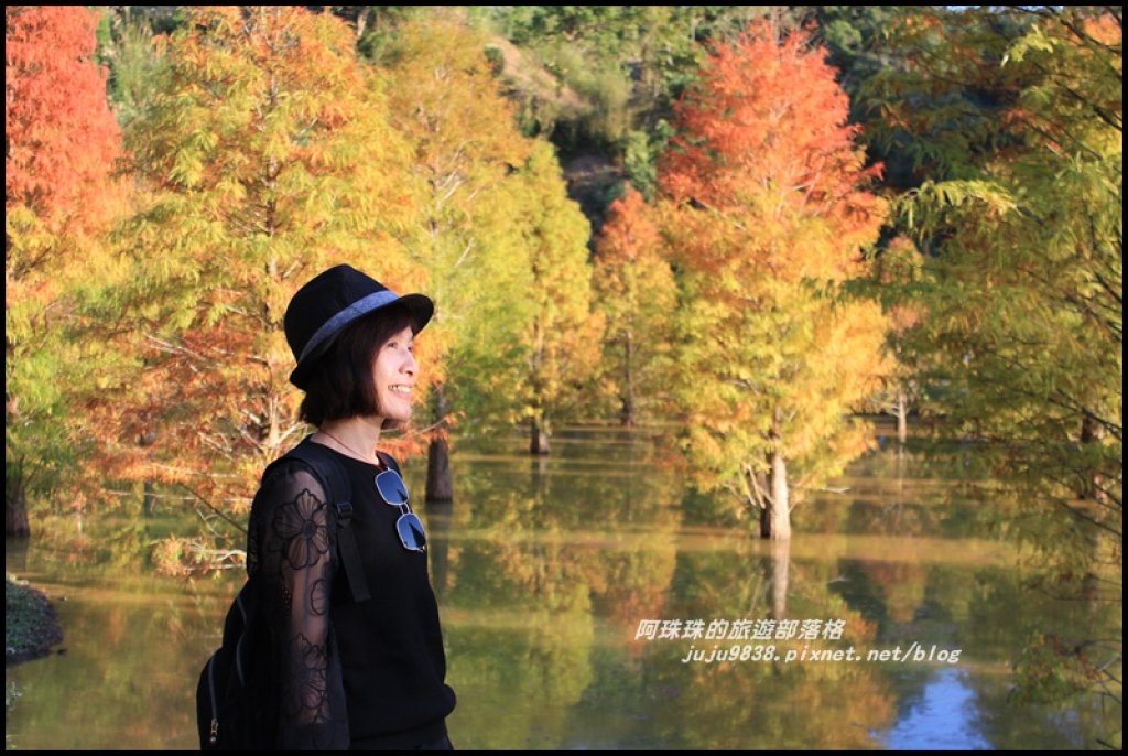 苗栗三灣水漾落羽松夢幻森林祕境_466323