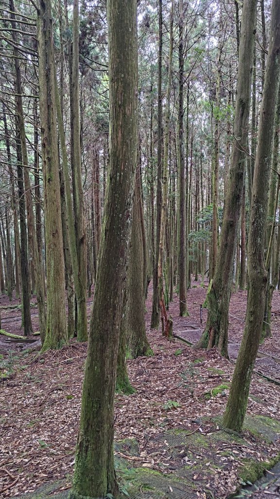 檜山巨木群_2917994