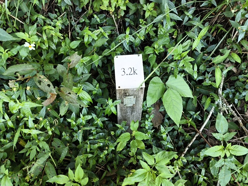[玉山尋寶任務-07/12] 2025_0824 八通關雲龍瀑布步道_2870574
