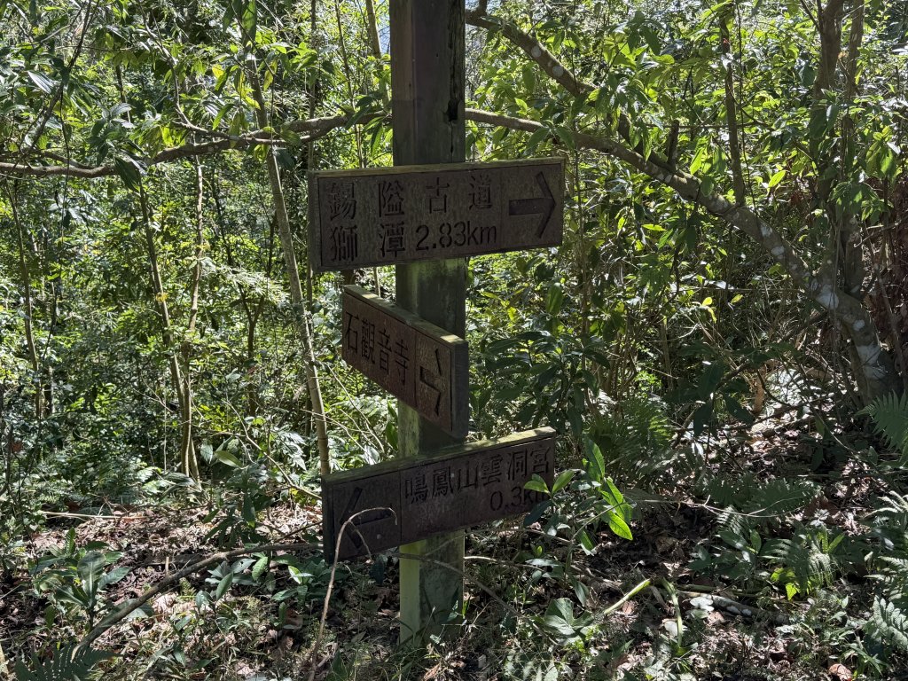鳴鳳山-錫隘古道大O繞-20260125_2991429