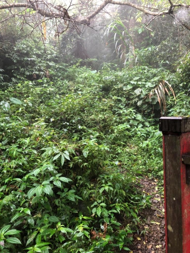 龍美景觀步道順訪山羊古道未竟之行_412268