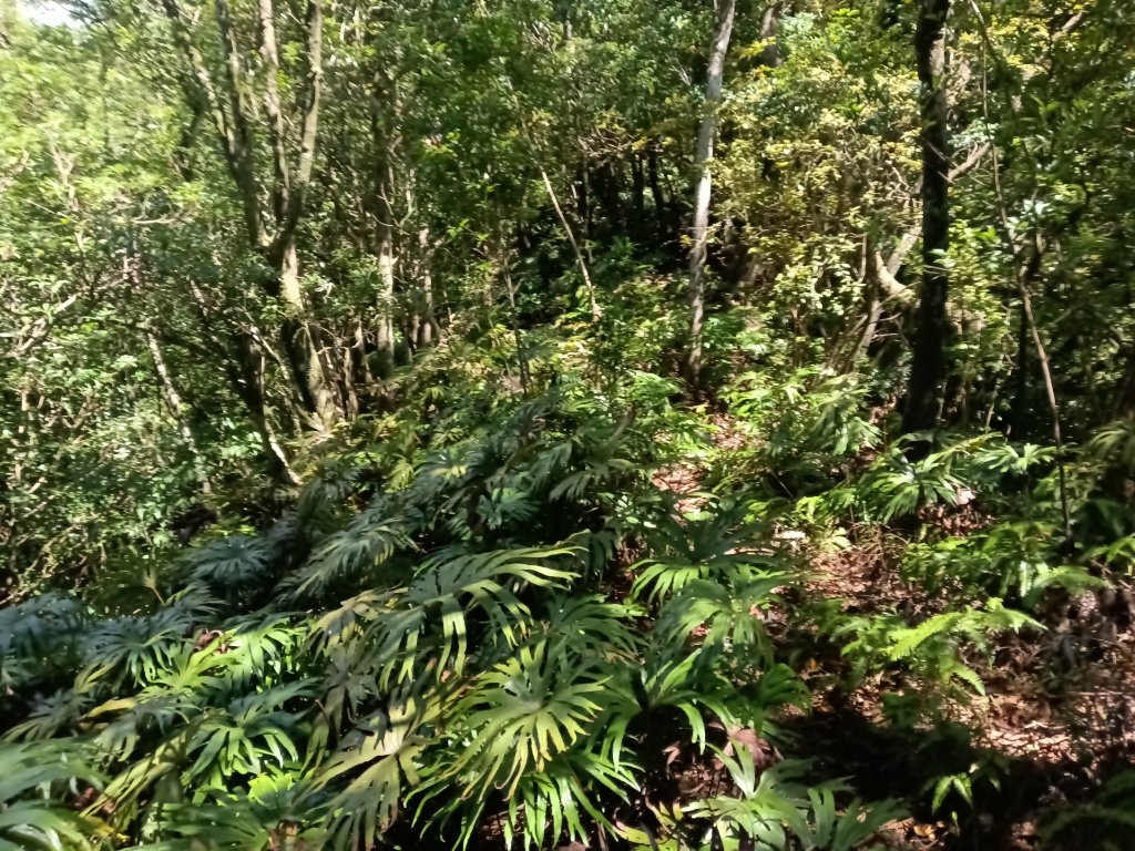 平溪區灰窯山驚險岩稜+司公碗帽山O型_2897930