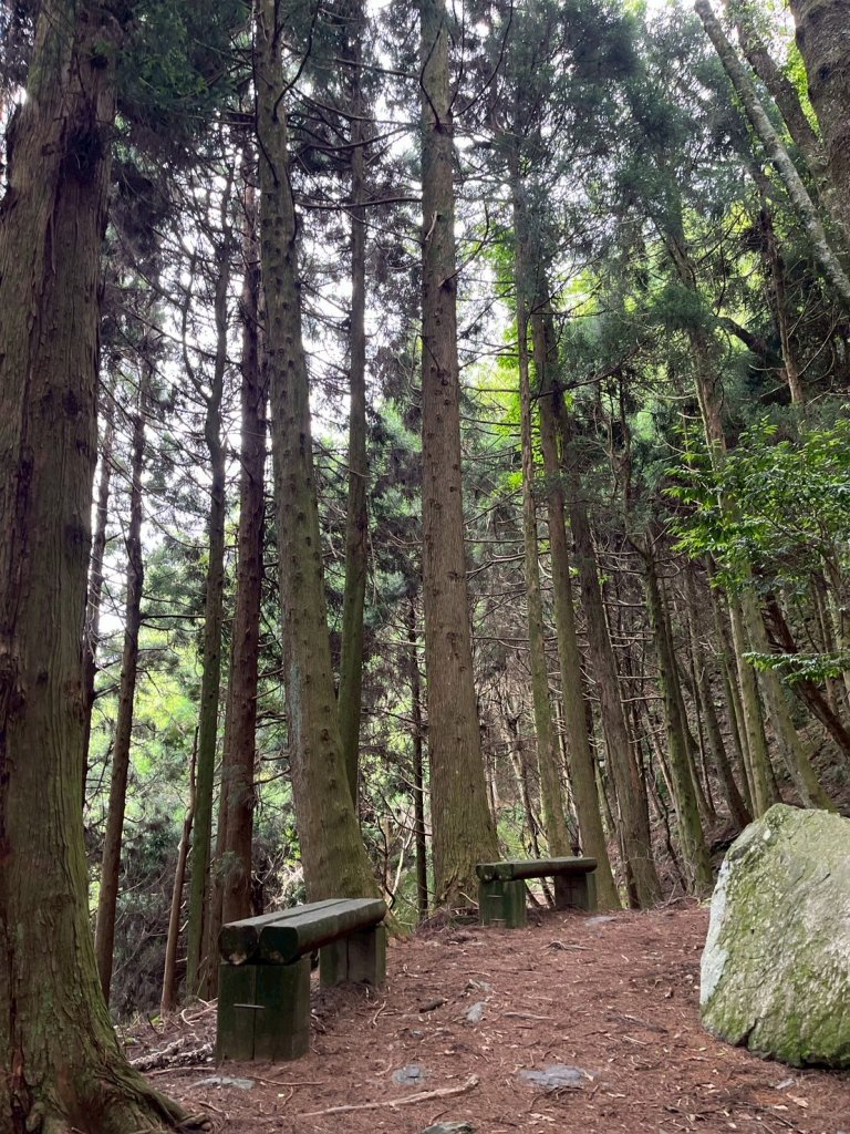 新竹 五峰 觀霧國家森林遊樂區 蜜月小徑+檜山巨木群步道_2811454