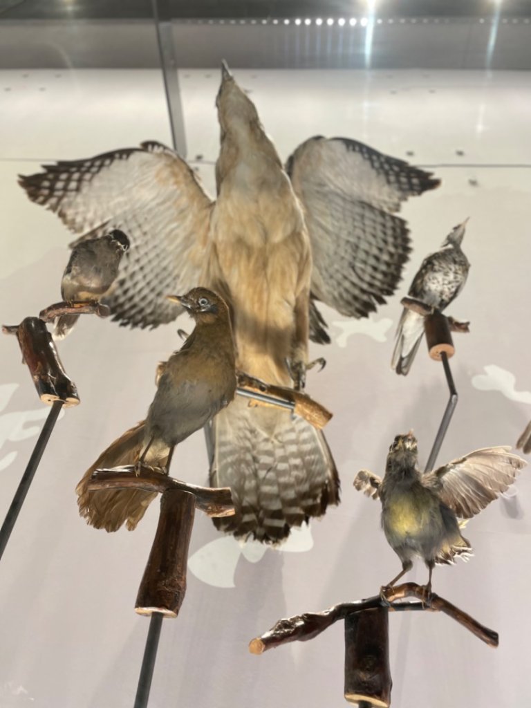 雨天備案💙 台灣博物館的古生代館-台大動植物館免費參觀-北投♨️季_2799010