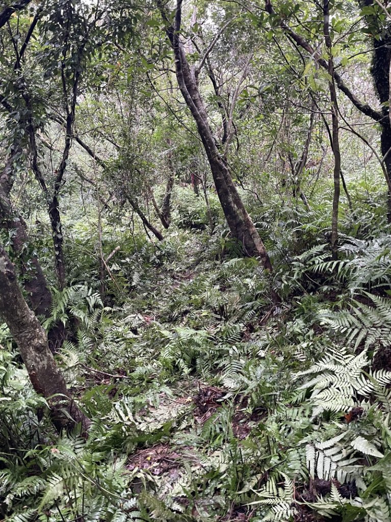 龍虎縱走_2945606