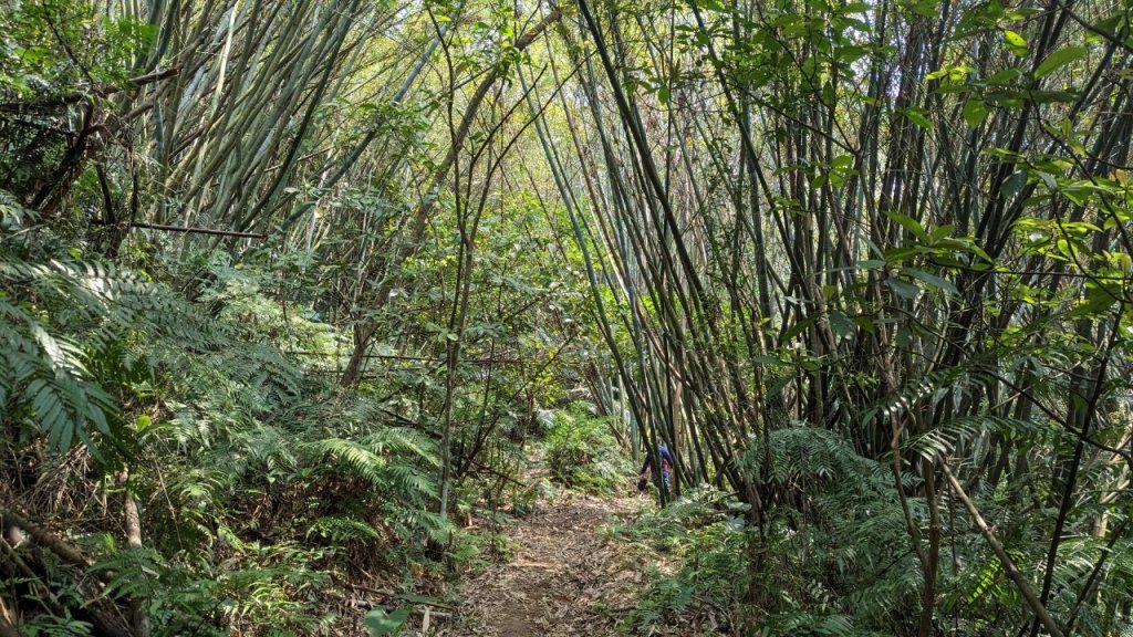 112.04.04王公坑山-烏塗窟山之開滿血藤花_2120592