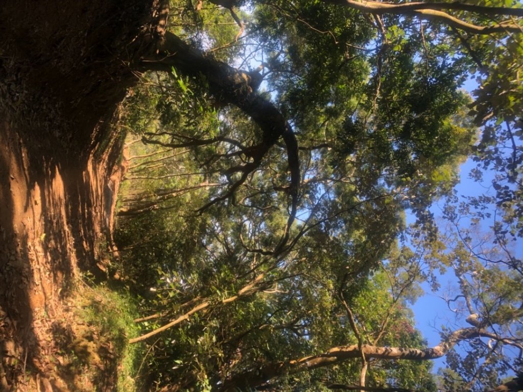 山海圳綠道之東西口越嶺道_1634736