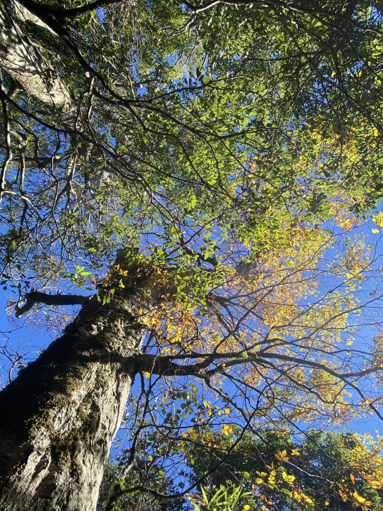 114.11.16 北得拉曼追黃金山毛櫸_2937916