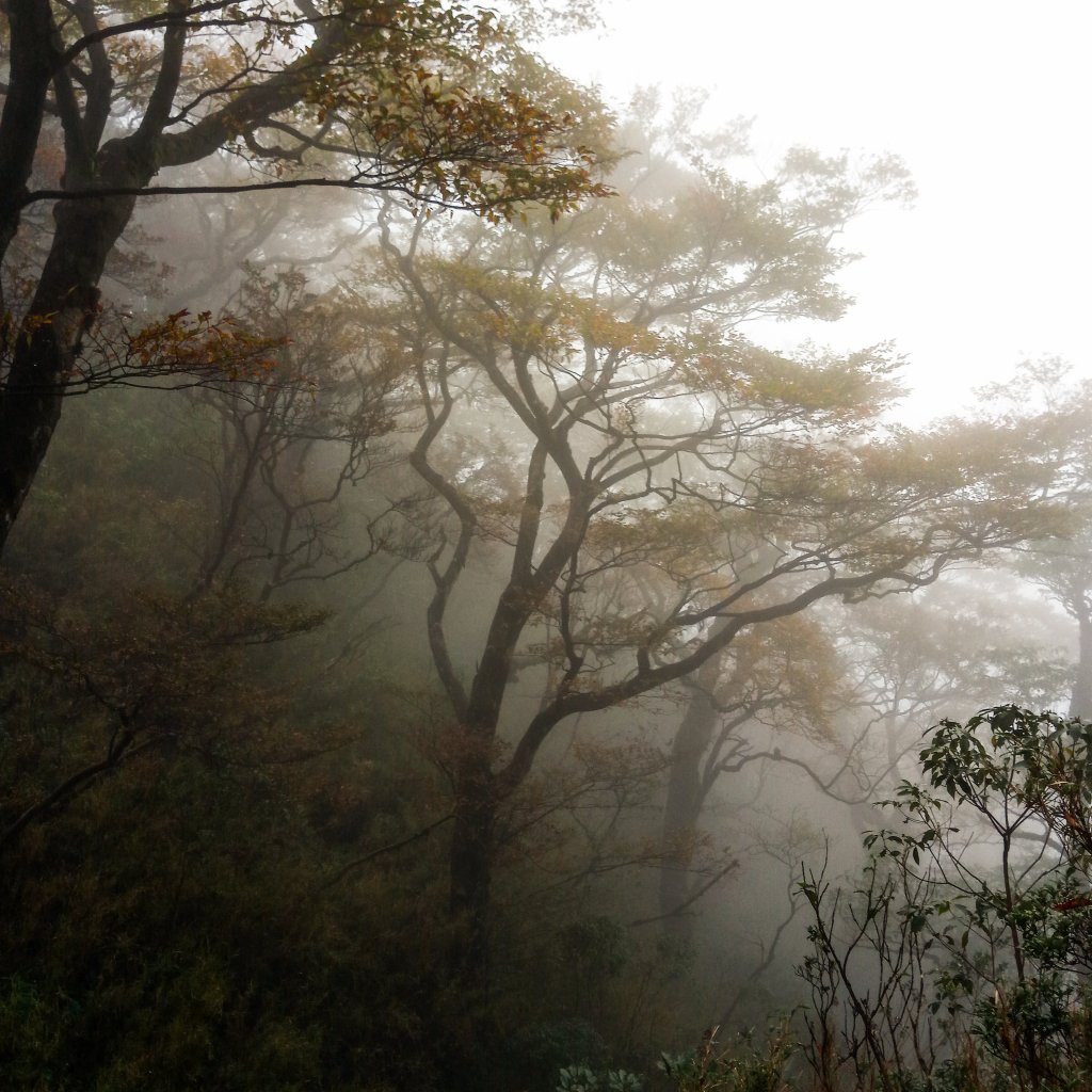 北插天山毛櫸_444658