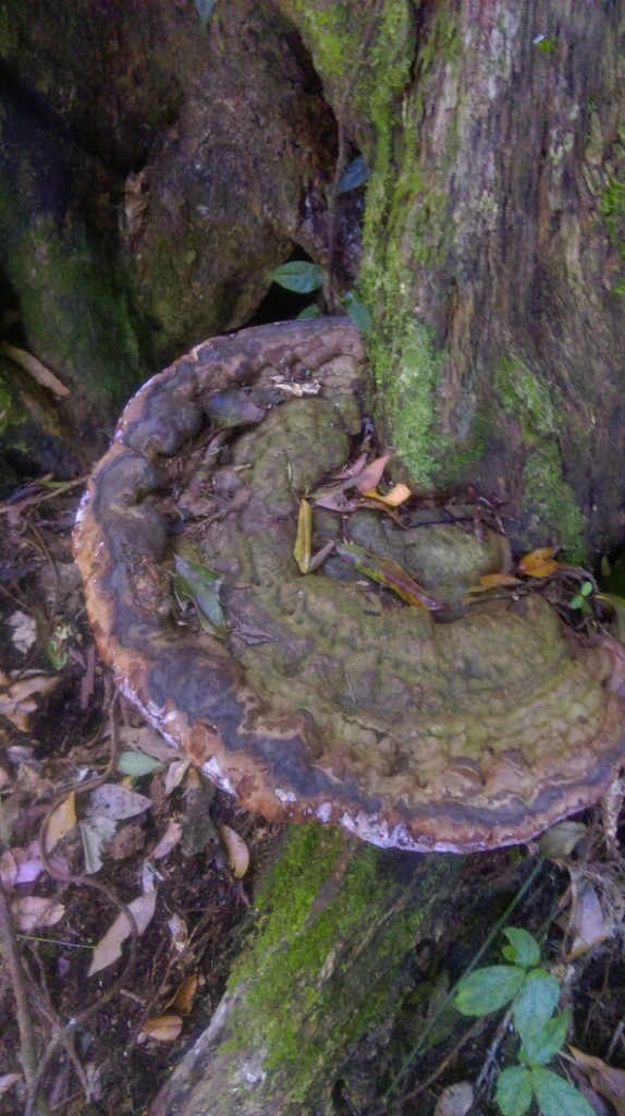 20160305新竹五峰大窩山,比林山_31677