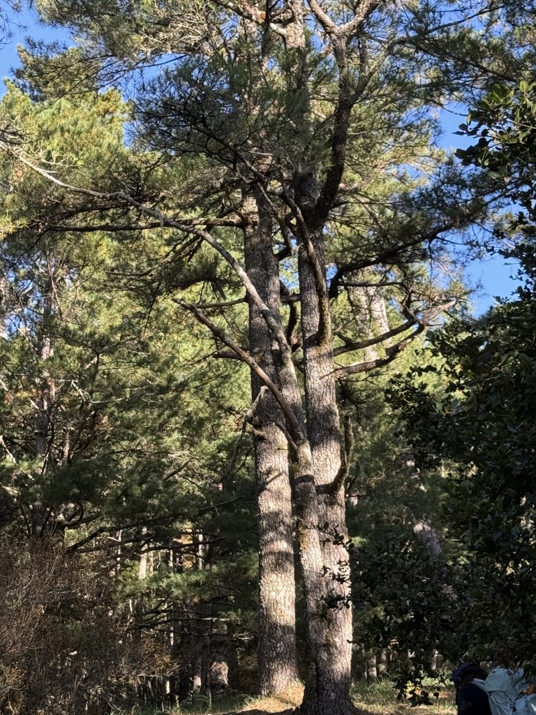 1141108-09桃山單攻_2935998