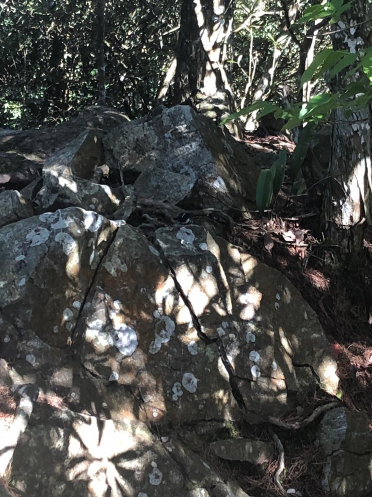 111.4.4屋東縱走越野跑_1662294