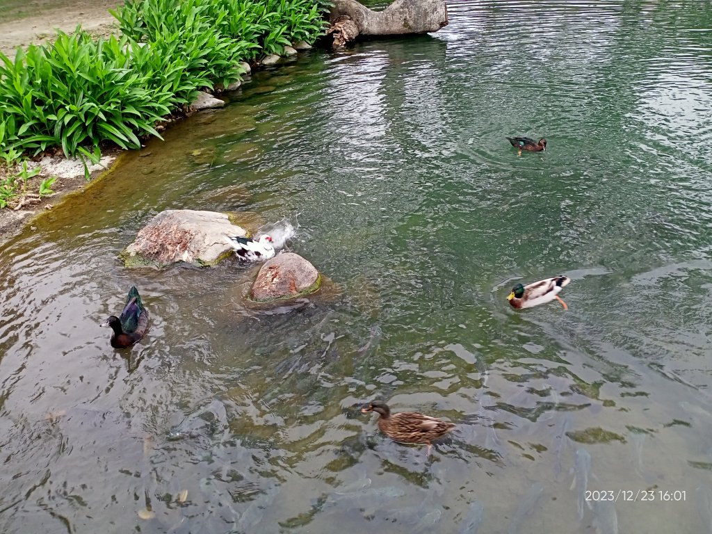 四訪苗栗的花果山-小百岳#037馬那邦山、雪霸國家公園管理處【小百岳集起來、苗栗-臺灣百大必訪步道】_2394381
