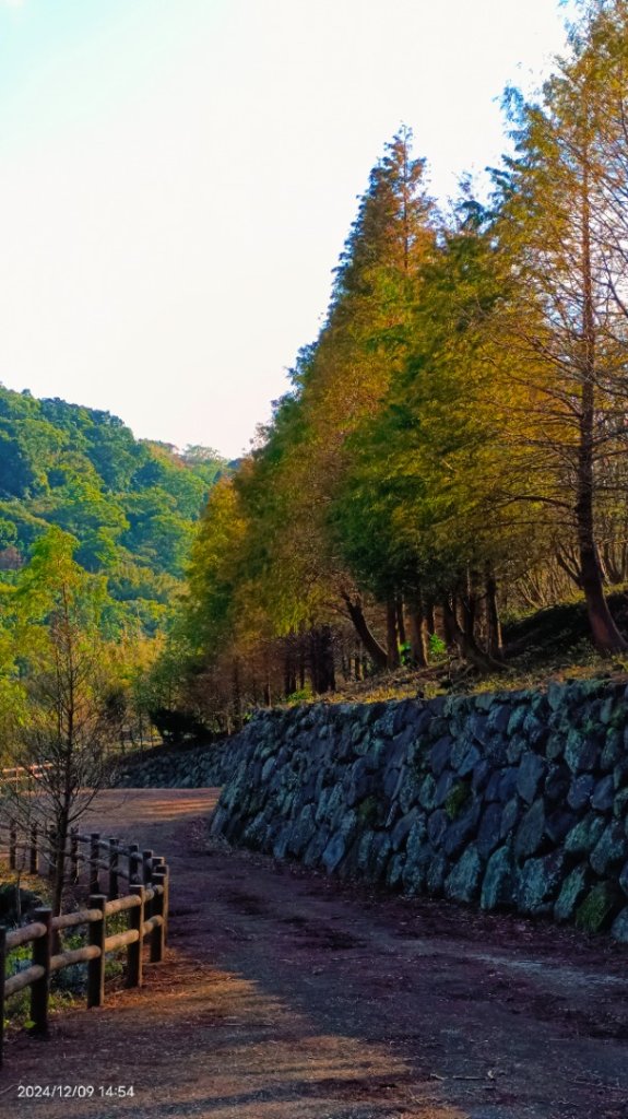 永公路落羽松/菁碧溪潺潺流水&至善路楓香紅了！_2666403