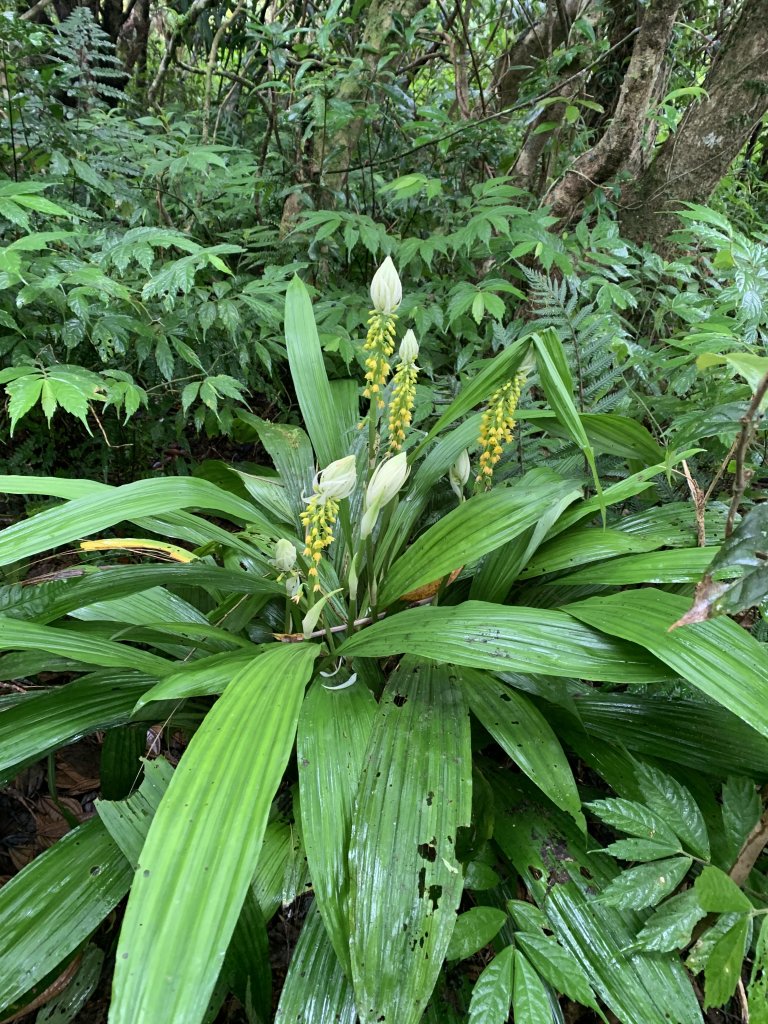 20260124屏東老佛山-老佛山南峰_2992303