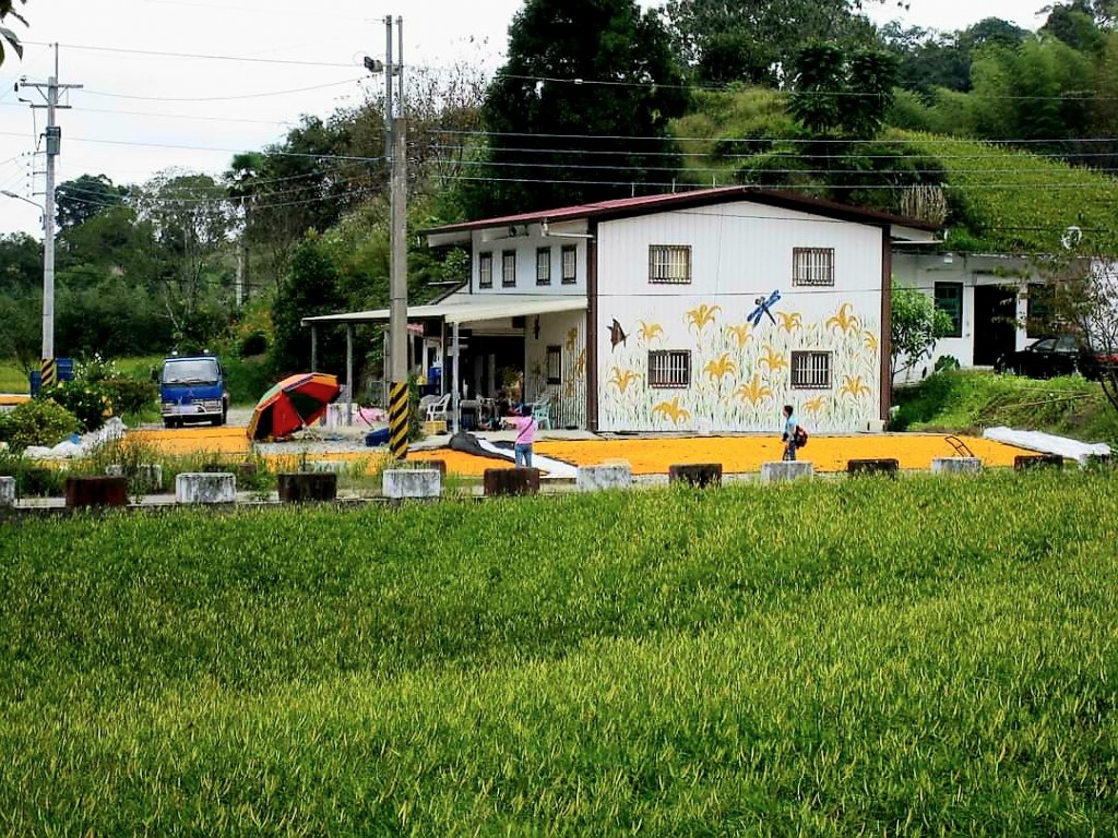 小百岳NO.92 花蓮萬人山。赤科山 六十石山，玉里神社遺址，奇萊鼻燈塔步道_2250436