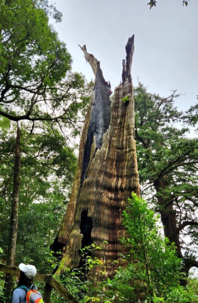 【中級山 】北得拉曼巨木步道，連走內鳥嘴山_2742206