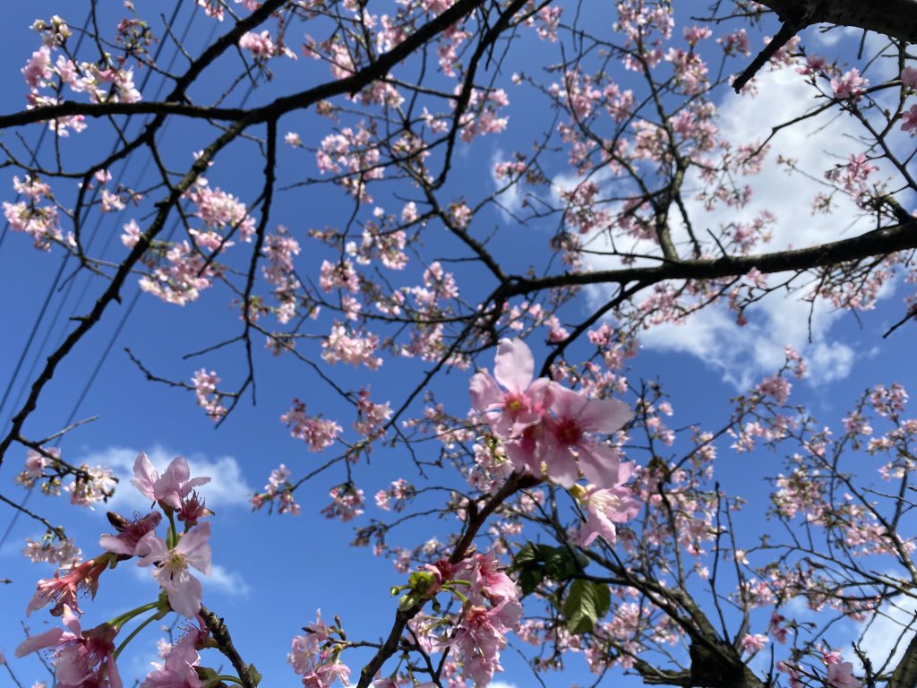 🚗從淡金公路出發｜三生步道櫻花與田園風光・春日療癒散步封面圖