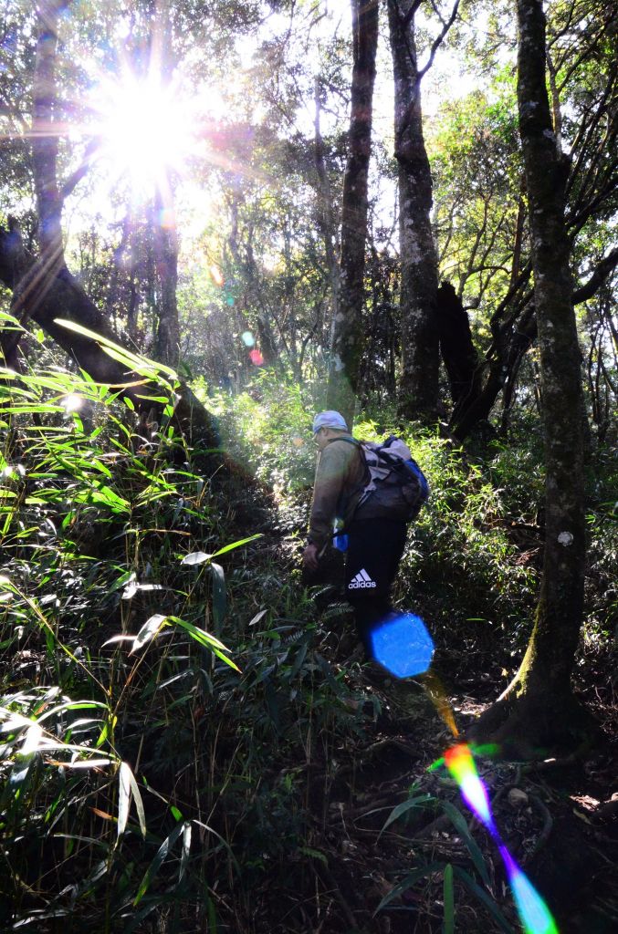 會呼吸的森林步道....加里山_103280